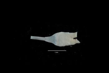 Media type: image;   Malacology 169913 Description: Digital documentation photo of preserved specimen.;